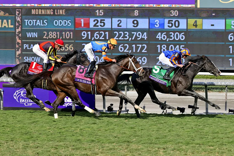 南宫28赛马赛道连赢投注分析